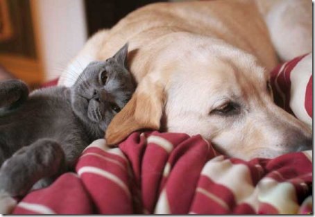retriever_cat6