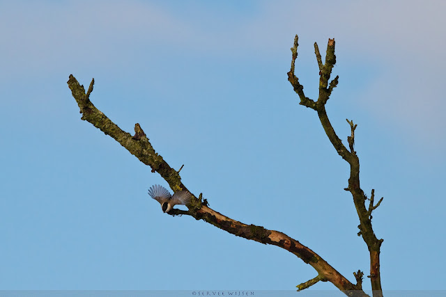 Matkop - Willow Tit - Poecile montanus