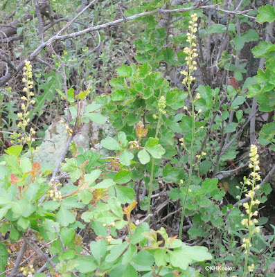 common alumroot, Heuchera parvifolia