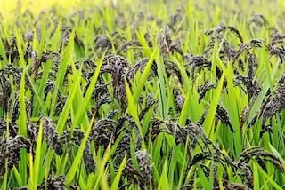 কালো নুনিয়া