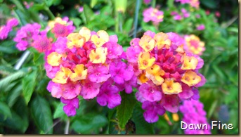 garden_018
