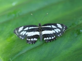 Le Pierrot - Athyma perius 