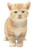 Gif de gatinho