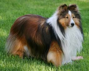 shetland sheepdog dog coat color pets info hound picture
