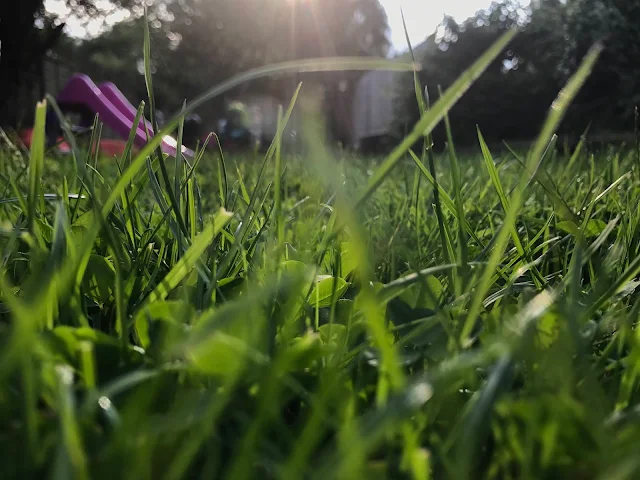 Long grass and a slide in the background