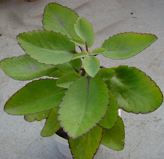 Image result for pokok setawar