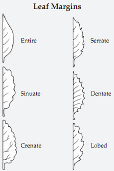 Leaf margins