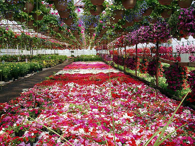 Inside another greenhouse it was a riot of colour with flowers on the ceiling, the wals and the floor!