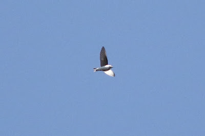 Common House-Martin