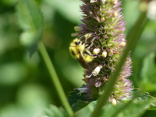 038: nearly yellow bee