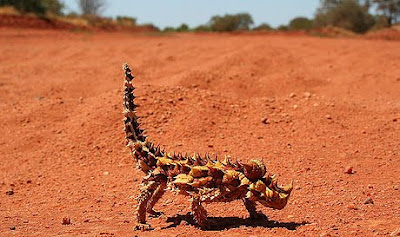 Strange Thorny Mountain Devil Lizard Seen On www.coolpicturegallery.us