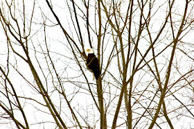 March: bald eagle perched in bare tree