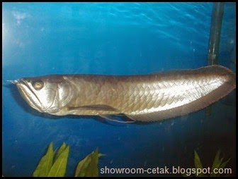 Ikan-Arwana-Silver