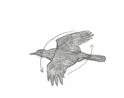 Figure 21: Wing movement of American Crow in flight. Down-and-forward, up-and-back in a steady rowing motion.