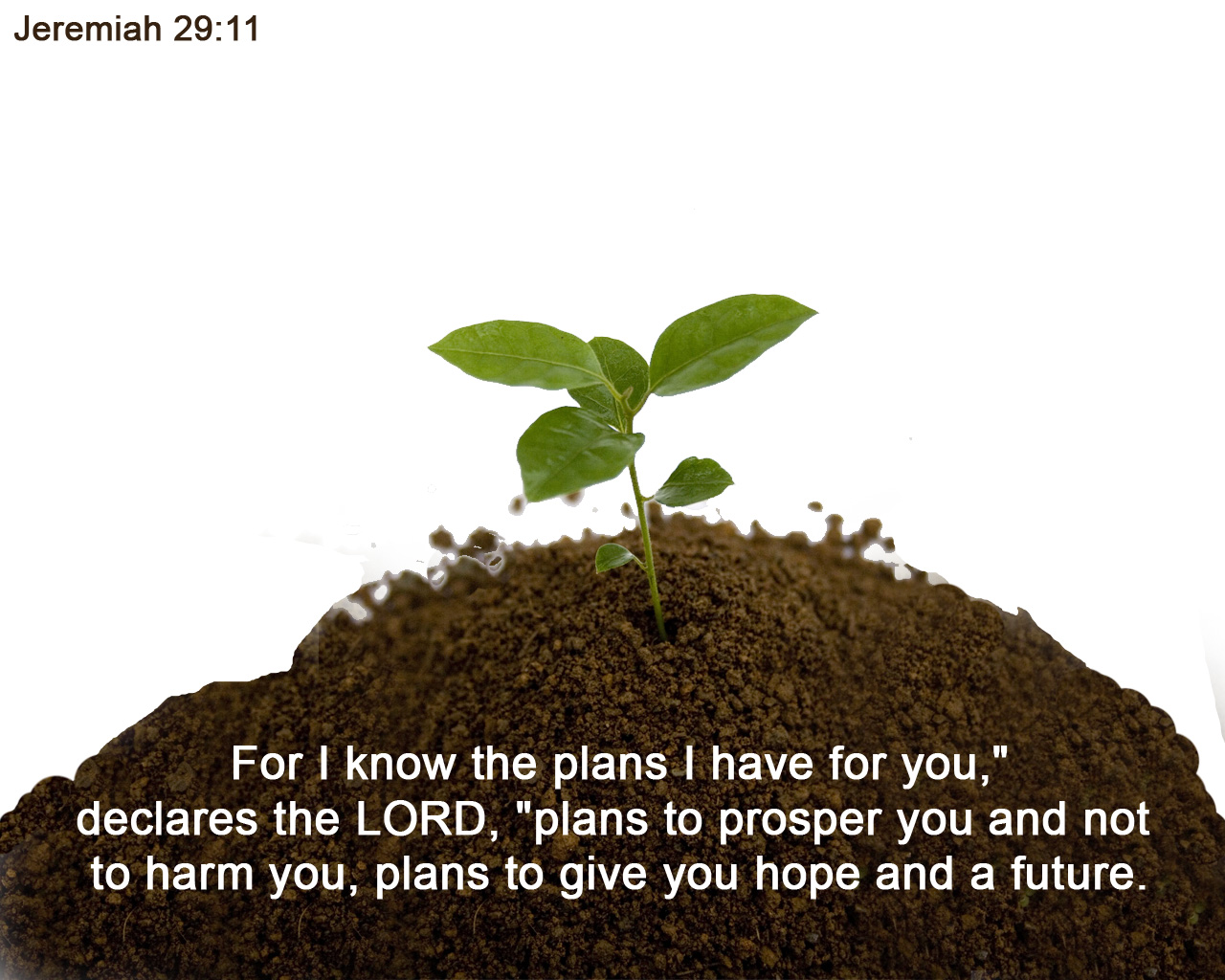 jer 29 11 for i know the plans i have for you declares the lord plans 