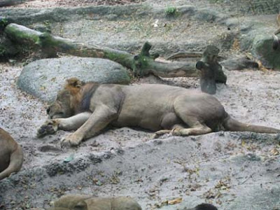 Sleeping animals photo