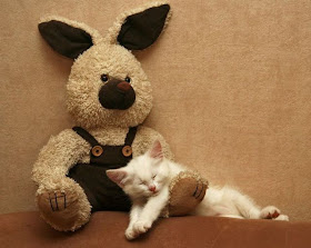 Funny cat pictures part 14, sleeping with bear