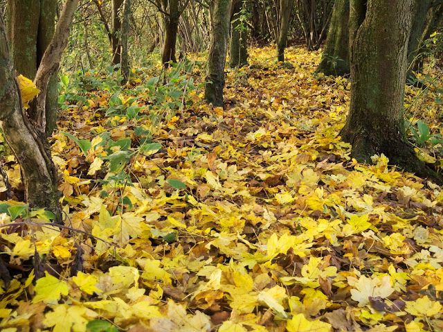 Path in the woods carpeted in yellow leaves