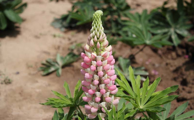 Lupine Flowers Pictures