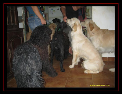 Golden Retriever Dog Party