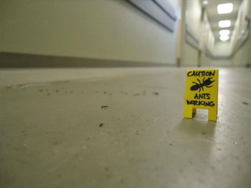 Caution+Ants+Working+Sign+-+Respect+For+The+Ants.jpg (500×375)