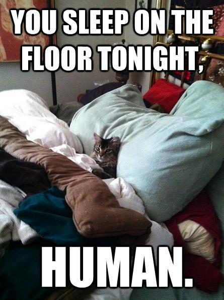 Cat is Sleeping in a Comfortable human Bed-Funny Picture