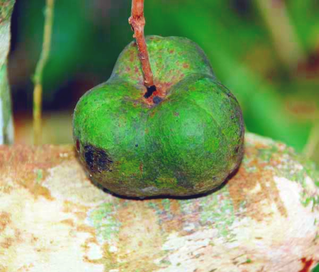 Adu Biji Buah Karet/ Para  Permainan Tradisional Kampar 