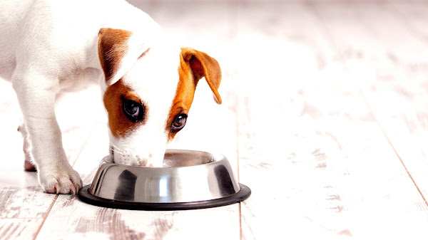 Best Dog Food Brands 2014