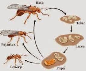 Mengenal Karakteristik Rangrang Kroto Lebih Dekat 2 