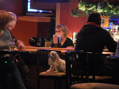 dog sitting alone at a bar, little white dog