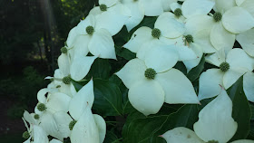 dogwood in bloom