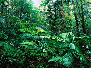 Tropical Rainforest