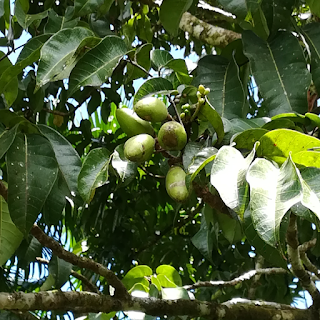 Pili Fruits in Canarium ovatum tree