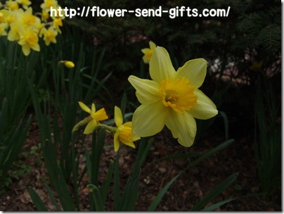 NarcissusDSC08606