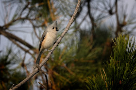 Tufted Titmouse