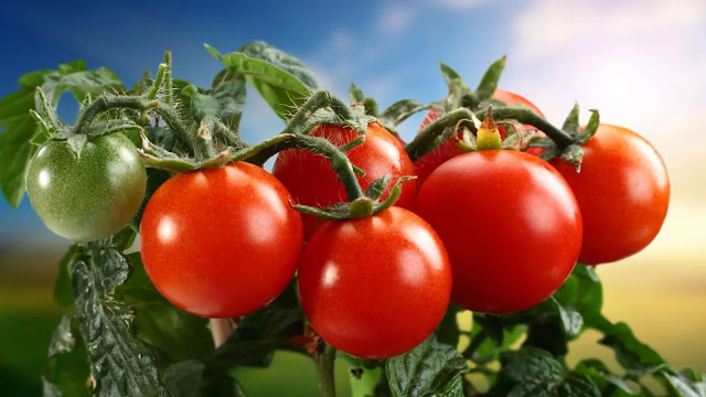 Tomatoes on branch