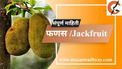 Jackfruit Information in Marathi Esay Jackfruit information in marathi pdf Jackfruit Information Jackfruit Information in Marathi फणस झाडाविषयी माहिती फणस या फळाविषयी माहिती. फणस झाडाची माहिती मराठी फणसाच्या झाडाची माहिती Fanasachya zadachi Mahiti