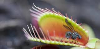 planta carnívora atrapamoscas Dionaea muscipula