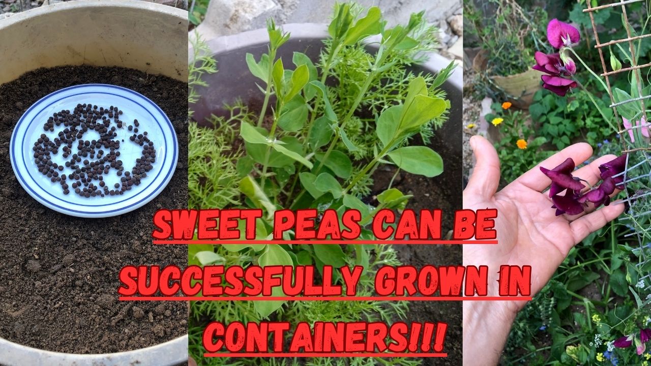 In this comprehensive guide, we will take you through every step to cultivate sweet peas in containers. We start with seed selection, care for seedlings, and nurturing them until their glorious bloom. Whether you're a gardening expert or just starting out, we have everything you need to embark on this fragrant adventure.