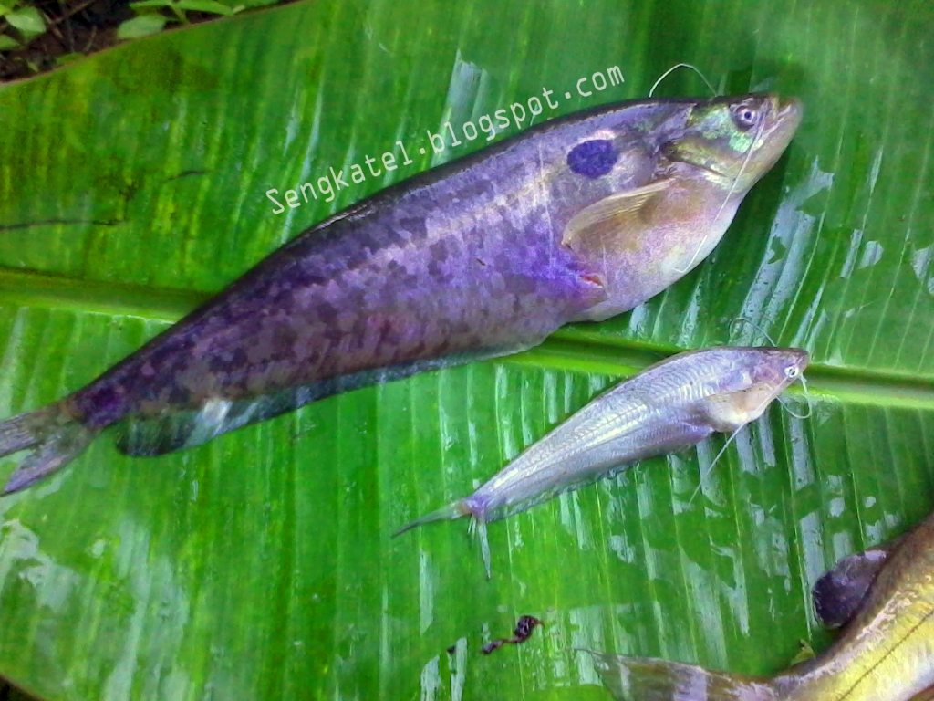 SENGKATEL Memancing Berburu ikan langka  di Kabupaten 