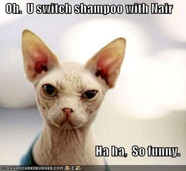 funny quotes cats. funny quotes awww