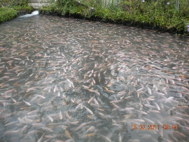 Contoh Gambar Kolam Ikan Nila untuk 500 1000 Ekor dan 