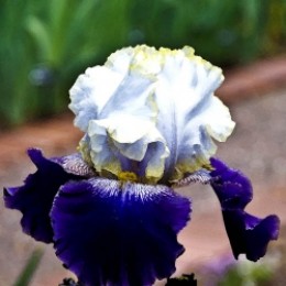 White & Purple Iris photo by mbgphoto