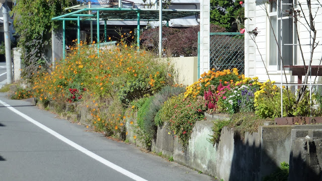 Colourful flowers in a front yard