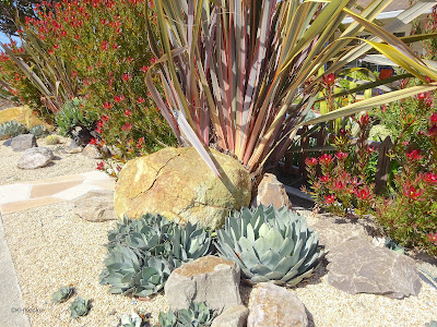 yard with succulents