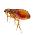 Effective ways of Fleas Pest Control