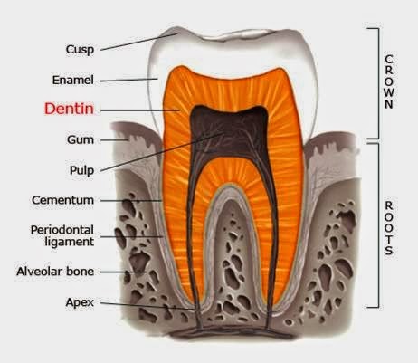 Fungsi Organ Mulut  Pada Sistem Pencernaan Manusia 