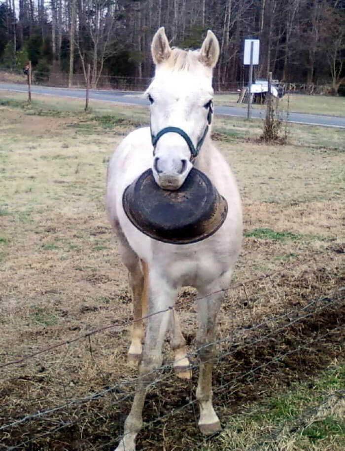 Meet Tango, The Hilariously Stupid Horse That Has Gone Viral