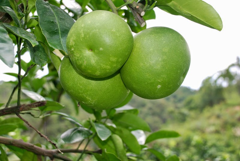 Manfaat Buah Jeruk Bali