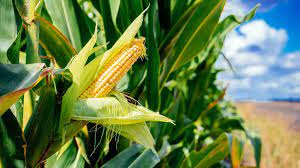 Maize